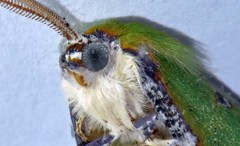 Eucyclodes buprestaria