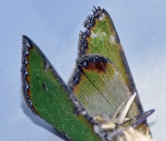 Eucyclodes buprestaria