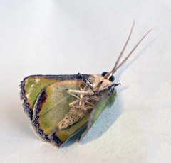 Eucyclodes buprestaria