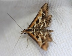 Diasemia grammalis
