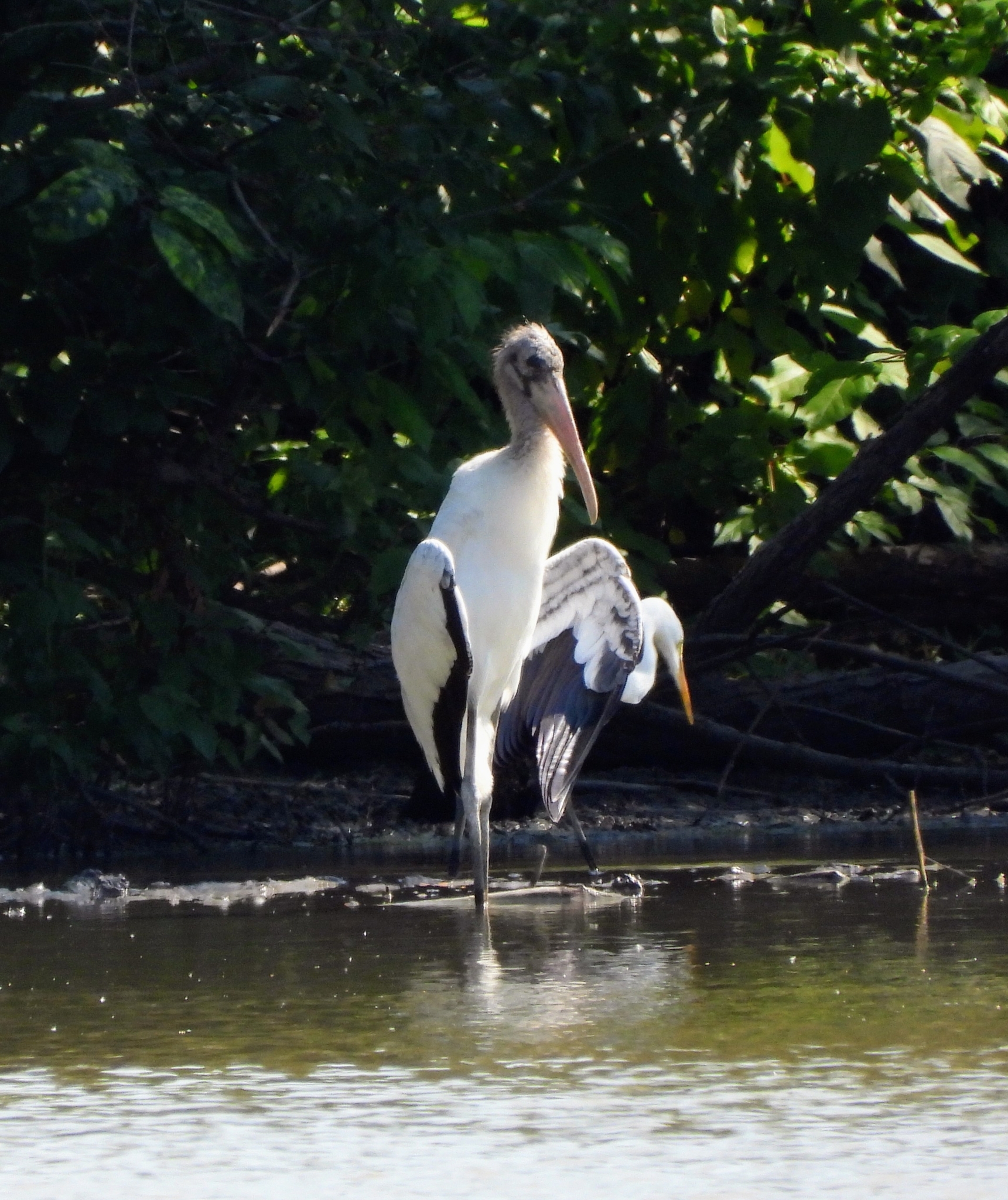 Wood Stork (Mycteria americana)