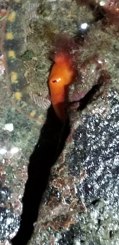 Cnemidocarpa finmarkiensis