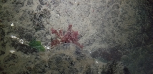 Oregonia gracilis