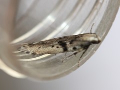 Aristotelia paradesma