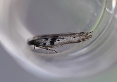 Aristotelia paradesma