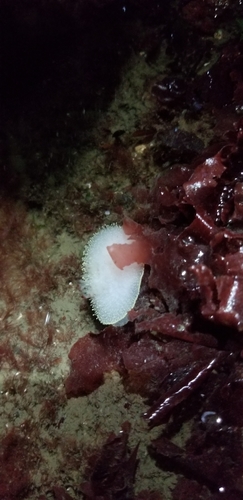 Acanthodoris hudsoni