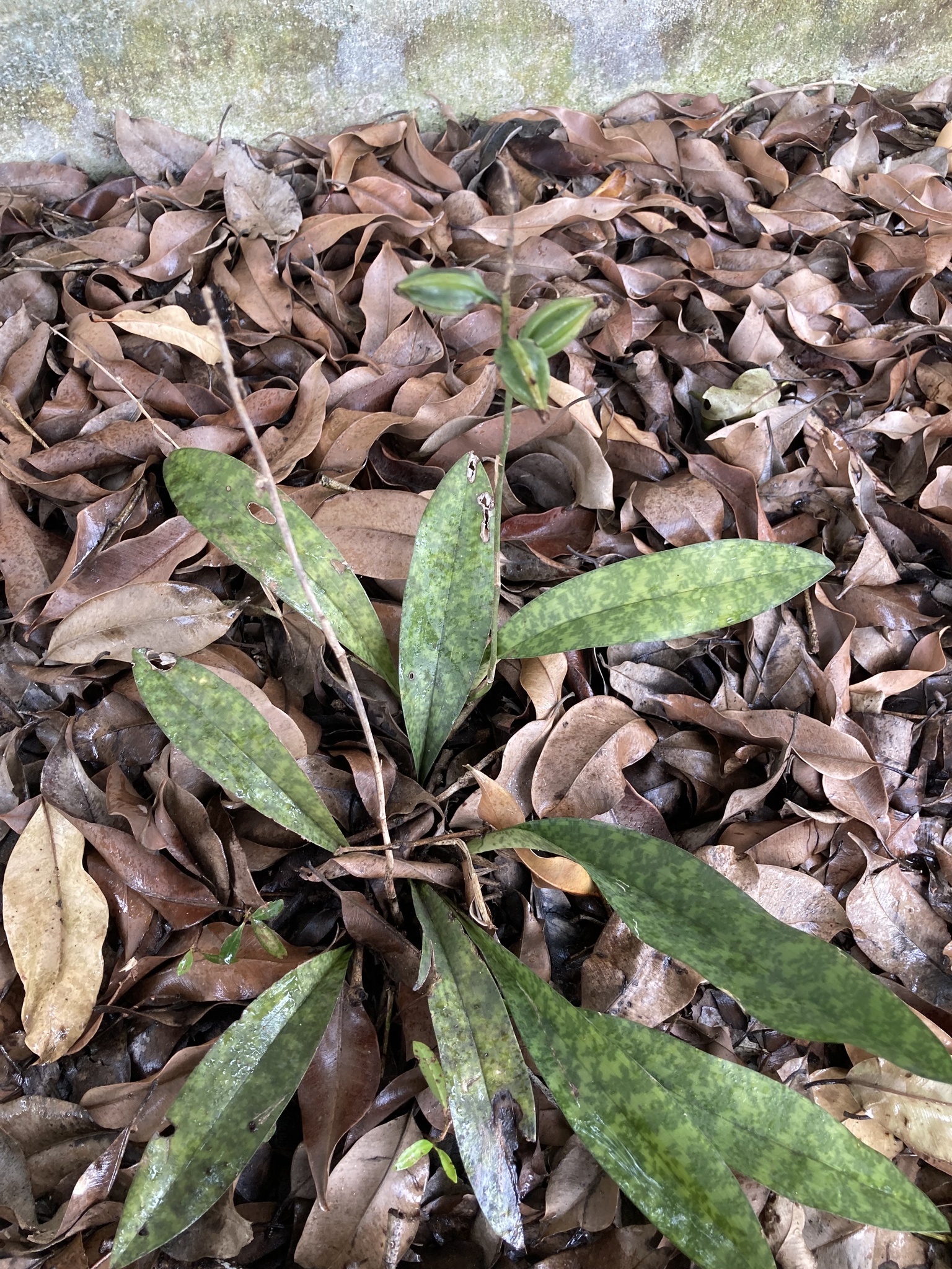 Eulophia maculata