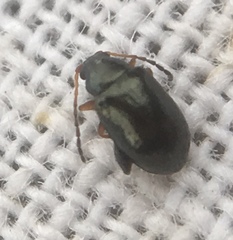 Aphthona