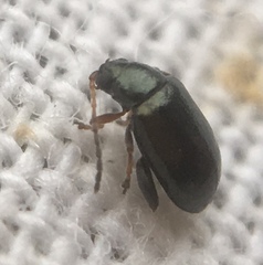Aphthona