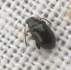Aphthona