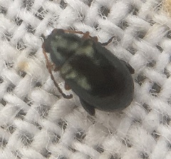 Aphthona
