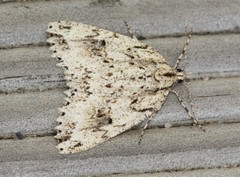 Pseudocoremia rudisata