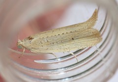 Bactra noteraula