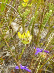 Aspalathus tridentata tridentata
