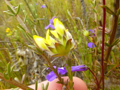 Aspalathus tridentata tridentata