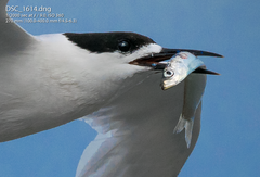New Zealand Blueback Sprat photo 4