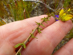 Aspalathus tridentata tridentata
