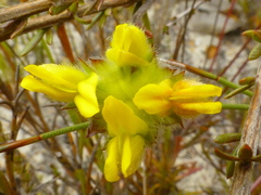 Aspalathus tridentata tridentata