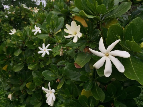 Gardenia taitensis