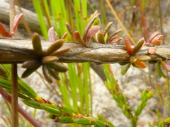 Aspalathus tridentata tridentata