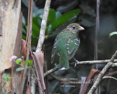 Green Catbird photo 2