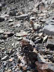 Notothlaspi rosulatum