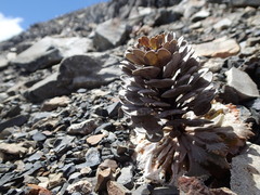 Notothlaspi rosulatum