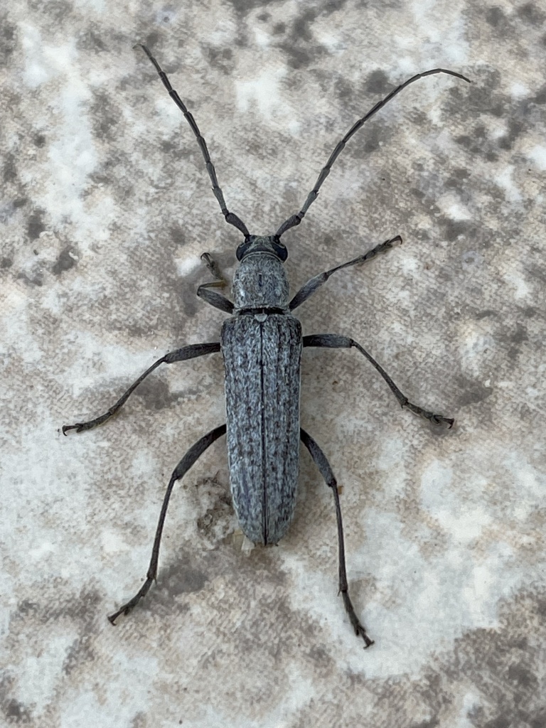 Aneflus sonoranus