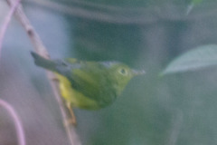 Phylloscopus soror