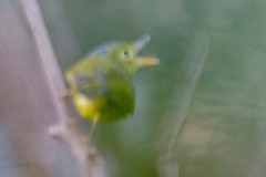 Phylloscopus soror