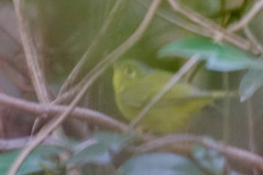 Phylloscopus soror