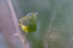 Phylloscopus soror