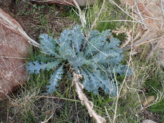 Argemone munita