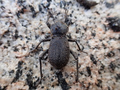 Cryptoglossa muricata