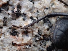 Cryptoglossa muricata