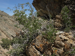 Physocarpus alternans