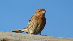 Haemorhous mexicanus