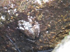 Amolops hongkongensis