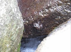 Amolops hongkongensis