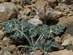 Vesper purpurascens