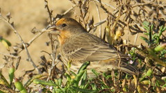 Haemorhous mexicanus