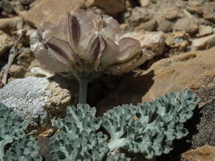 Vesper purpurascens
