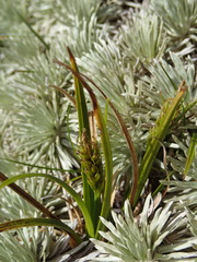Carex edura