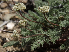 Cymopterus aboriginum