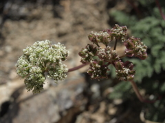 Cymopterus aboriginum