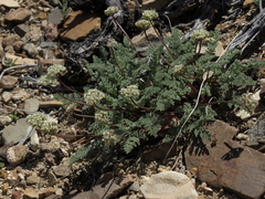 Cymopterus aboriginum