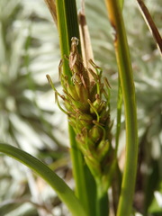 Carex edura