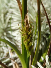 Carex edura