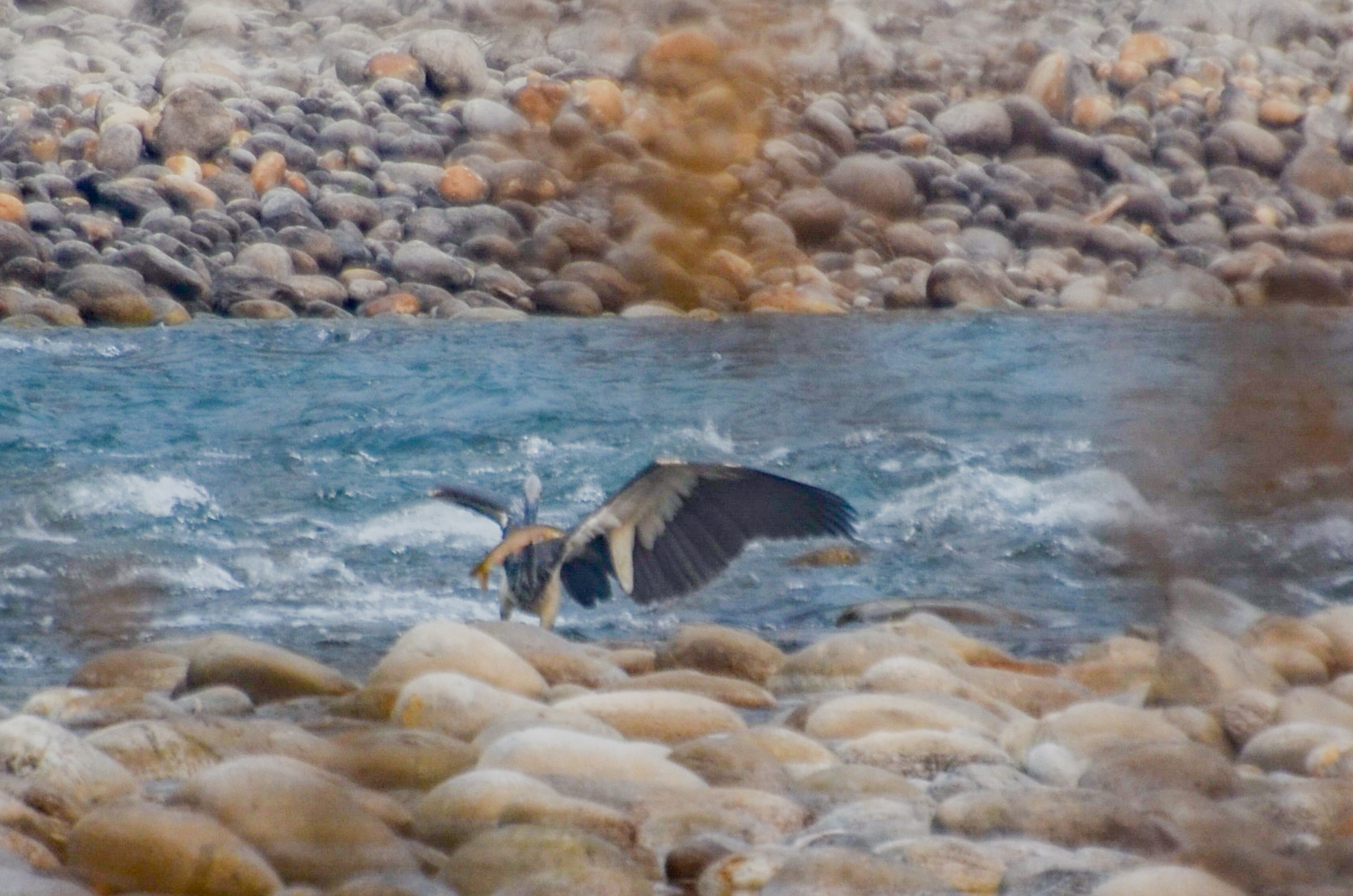 White-bellied Heron (Ardea insignis), photo 10