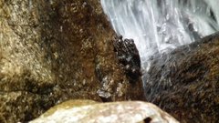 Amolops hongkongensis